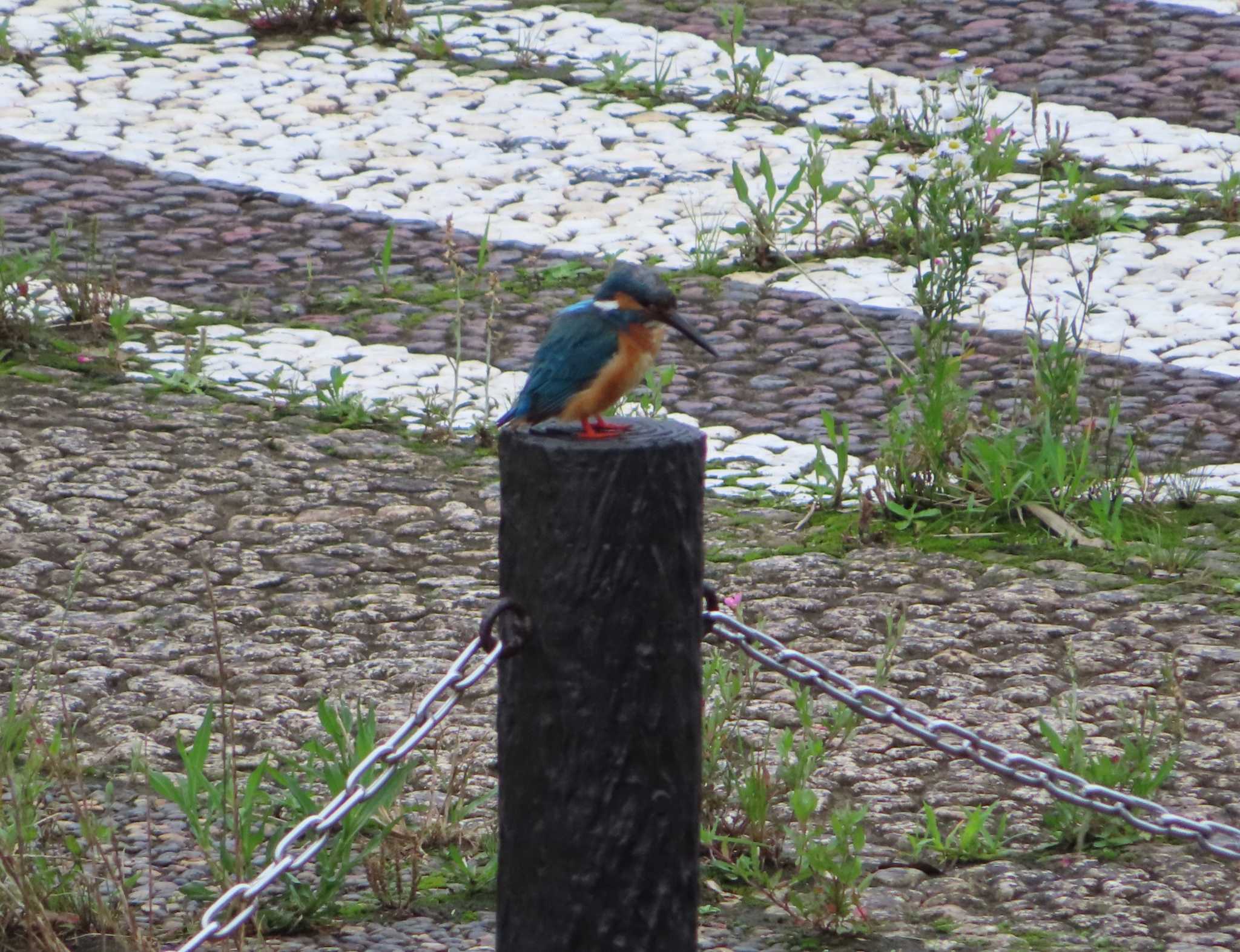 年07月05日 日 境川 境橋付近 の野鳥観察記録 By ゆ バードウォッチングならzoopicker