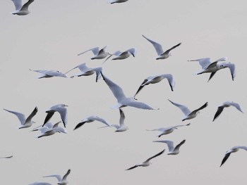 ユリカモメ 琵琶湖 2015年12月26日(土)