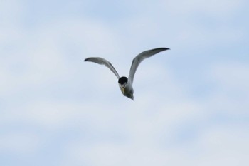 2020年7月5日(日) 多摩川二ヶ領宿河原堰の野鳥観察記録