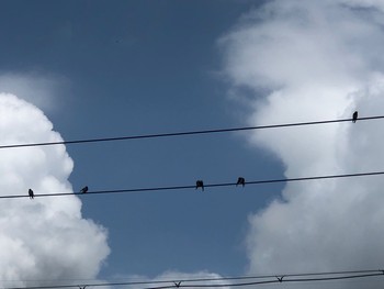 Barn Swallow 六甲山 Sun, 7/5/2020