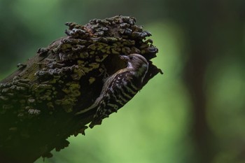 Japanese Pygmy Woodpecker 神奈川 林道 Sat, 5/7/2016