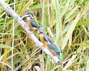 カワセミ 川口市 2020年7月5日(日)