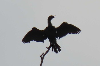 Little Cormorant BangPhra貯水池 Sun, 7/5/2020