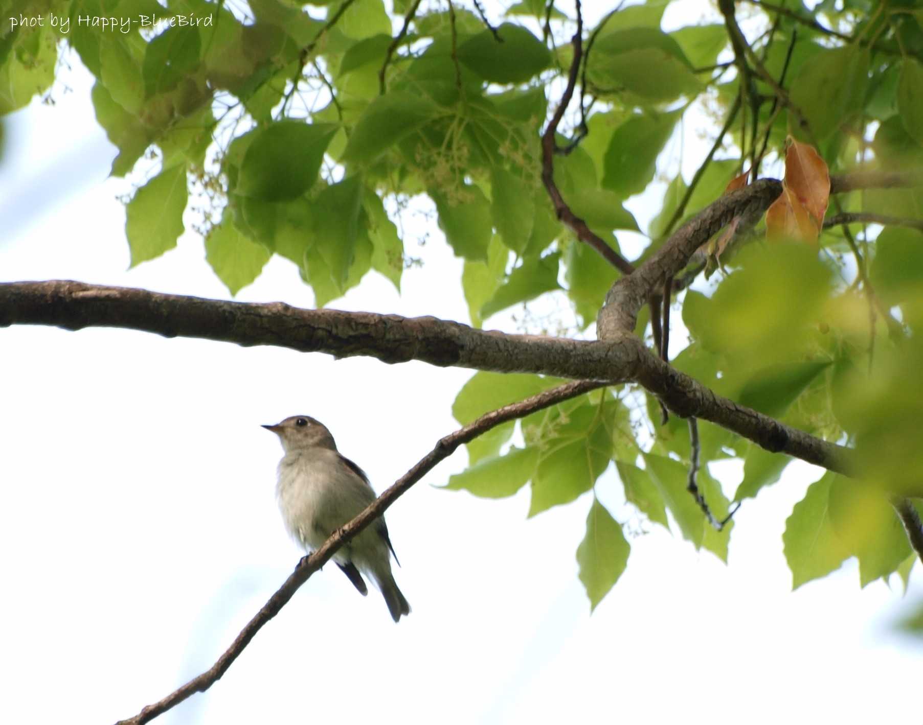 大阪城公園 コサメビタキの写真