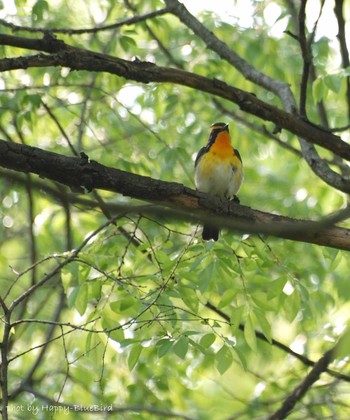 Narcissus Flycatcher Osaka castle park Sat, 5/7/2016