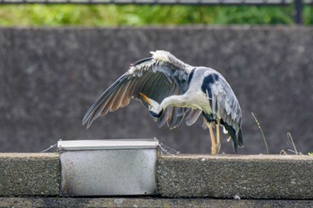 アオサギ 金井遊水地(金井遊水池) 2020年7月5日(日)