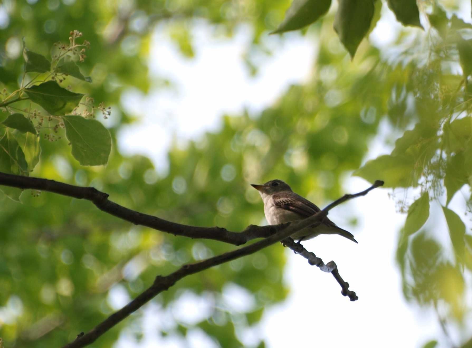 大阪城公園 コサメビタキの写真