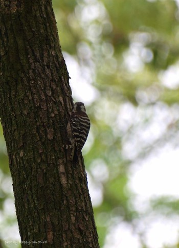 Japanese Pygmy Woodpecker Osaka castle park Sat, 5/7/2016