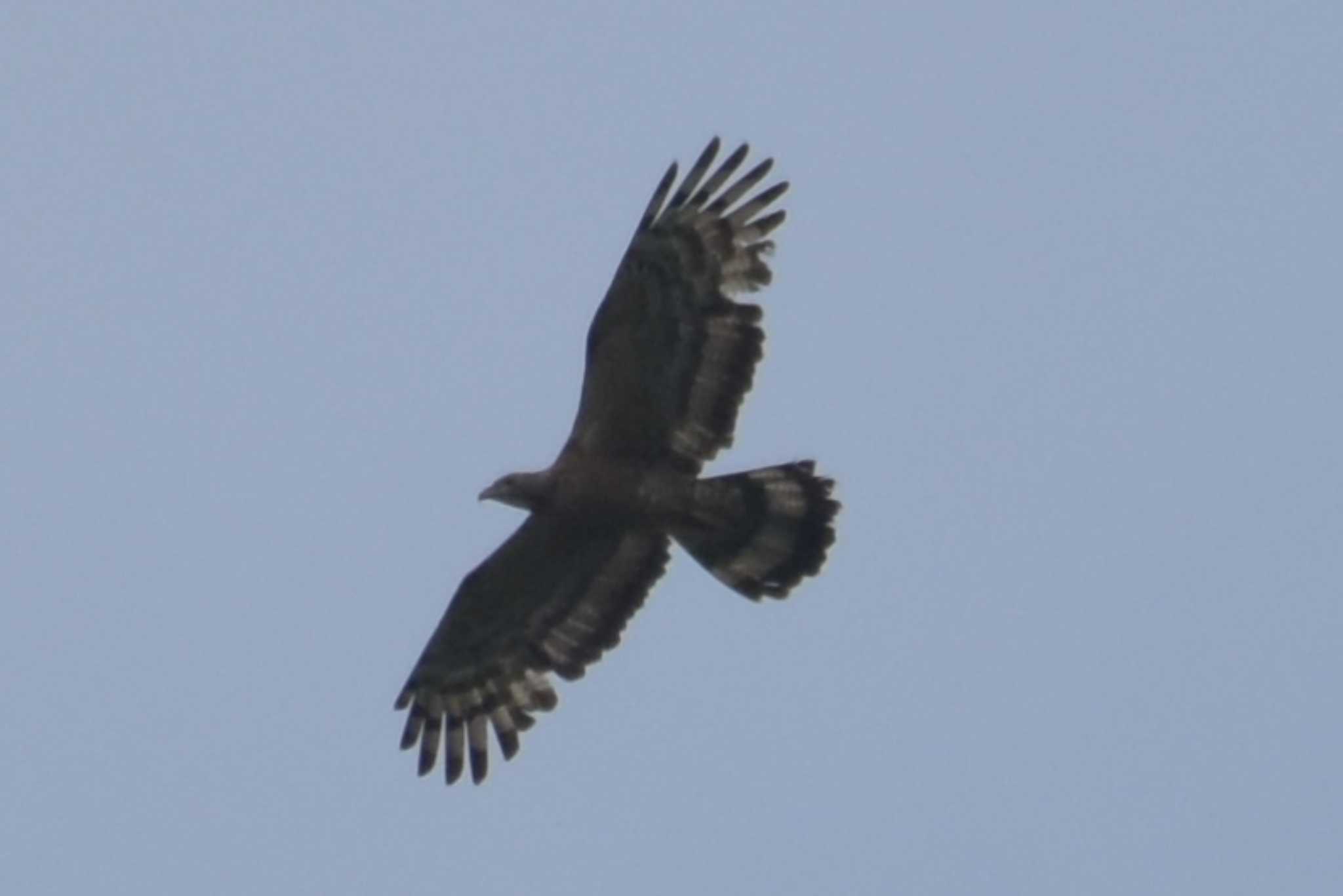 Photo of Crested Honey Buzzard at 三木総合防災公園 by Shunsuke Hirakawa