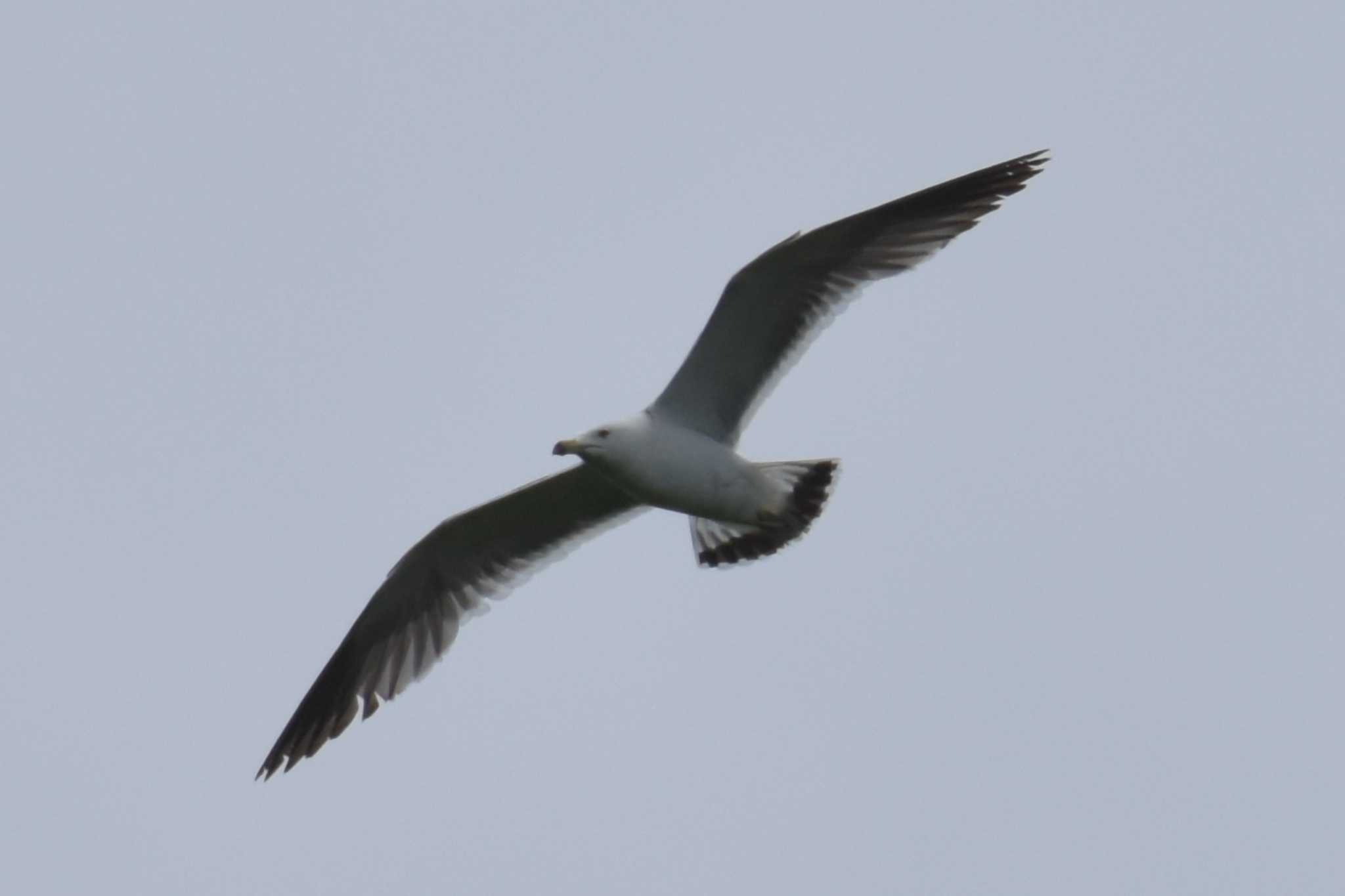 Photo of Black-tailed Gull at 三木総合防災公園 by Shunsuke Hirakawa