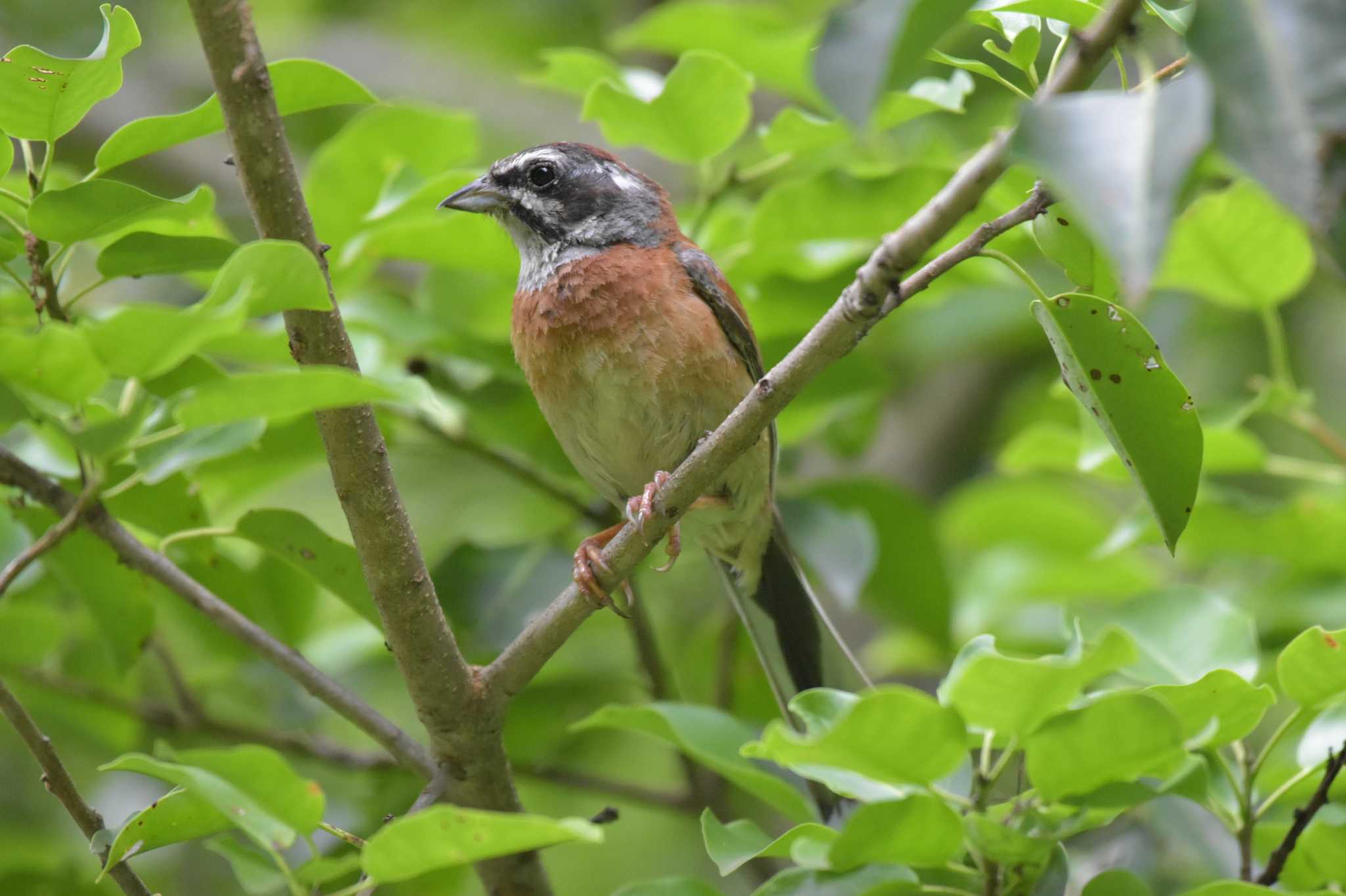 Photo of Meadow Bunting at 三木総合防災公園 by Shunsuke Hirakawa