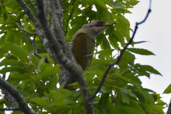 Japanese Green Woodpecker 三木総合防災公園 Sun, 6/28/2020