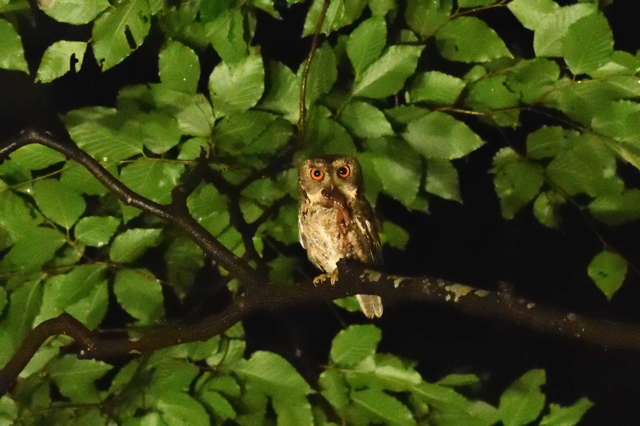  オオコノハズクの写真 by AI ZA