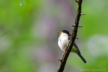 Japanese Tit 乙女高原 Sun, 7/5/2020