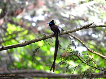 サンコウチョウ 岐阜県 2016年5月8日(日)