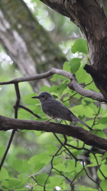 2020年7月4日(土) 三木山森林公園の野鳥観察記録