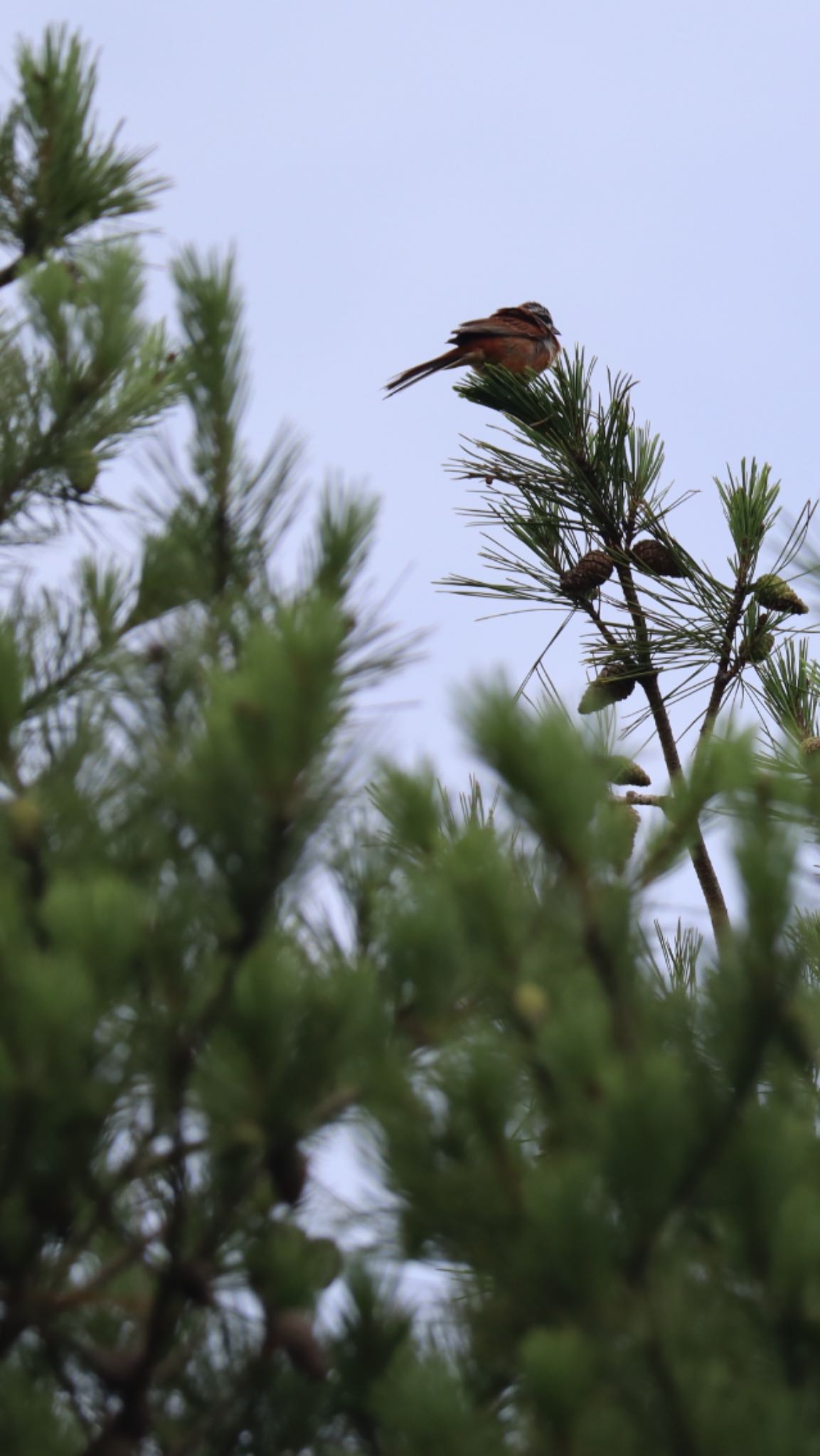 Meadow Bunting