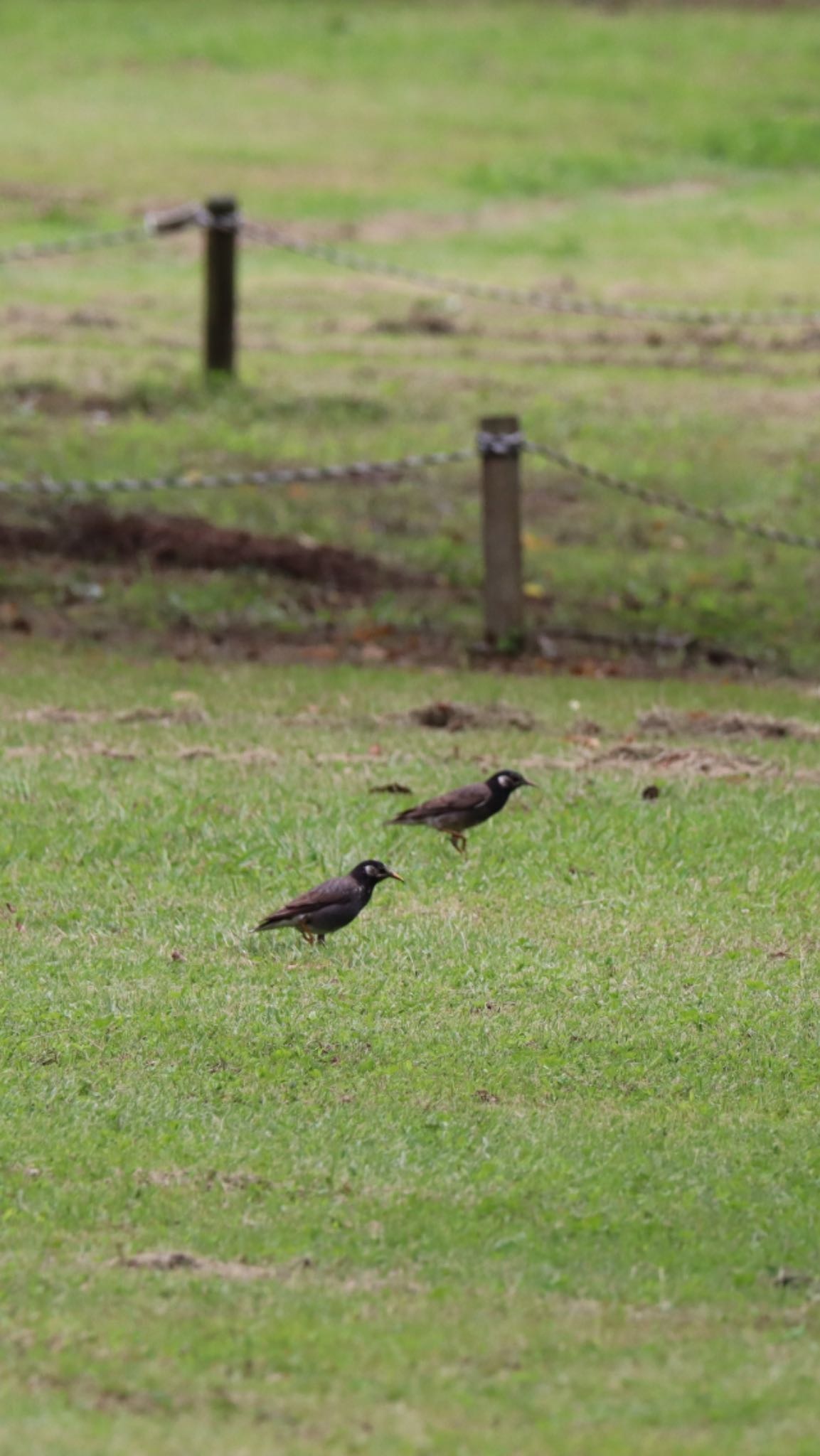 White-cheeked Starling