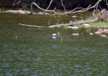 2020年7月5日(日) 長流川の野鳥観察記録