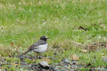 Japanese Wagtail 大阪府能勢町 Unknown Date