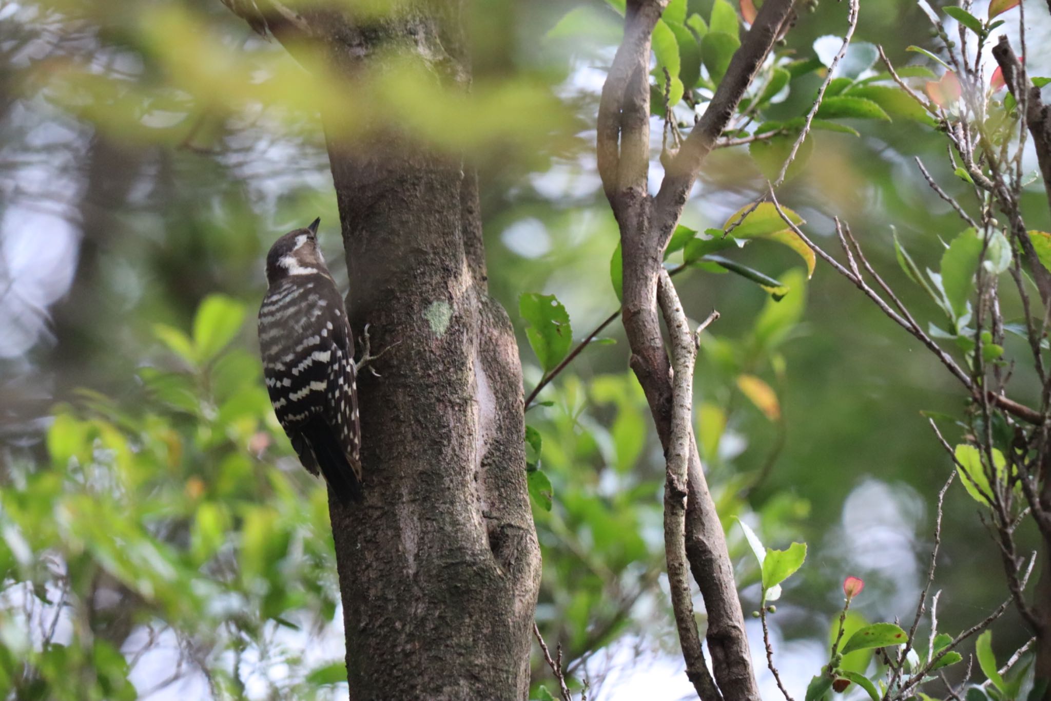 Japanese Pygmy Woodpecker