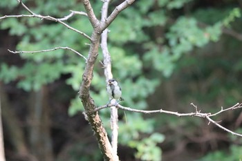 シジュウカラ 甲山森林公園 2020年7月5日(日)