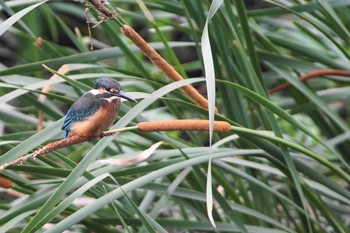 カワセミ 野川 2020年7月1日(水)