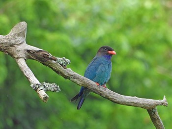 Sun, 7/5/2020 Birding report at 岡山県吉備中央町