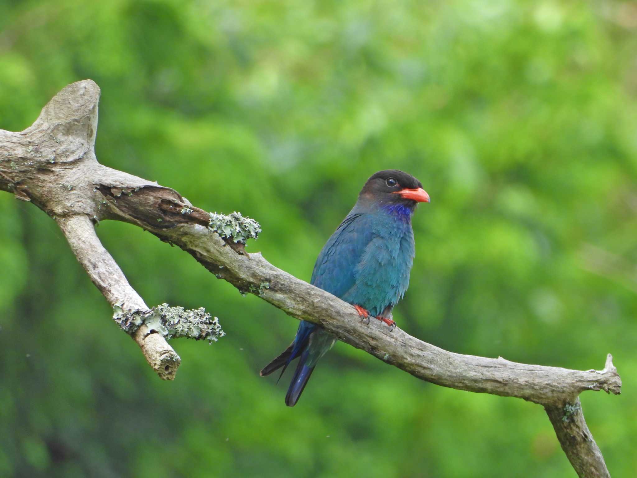 Oriental Dollarbird