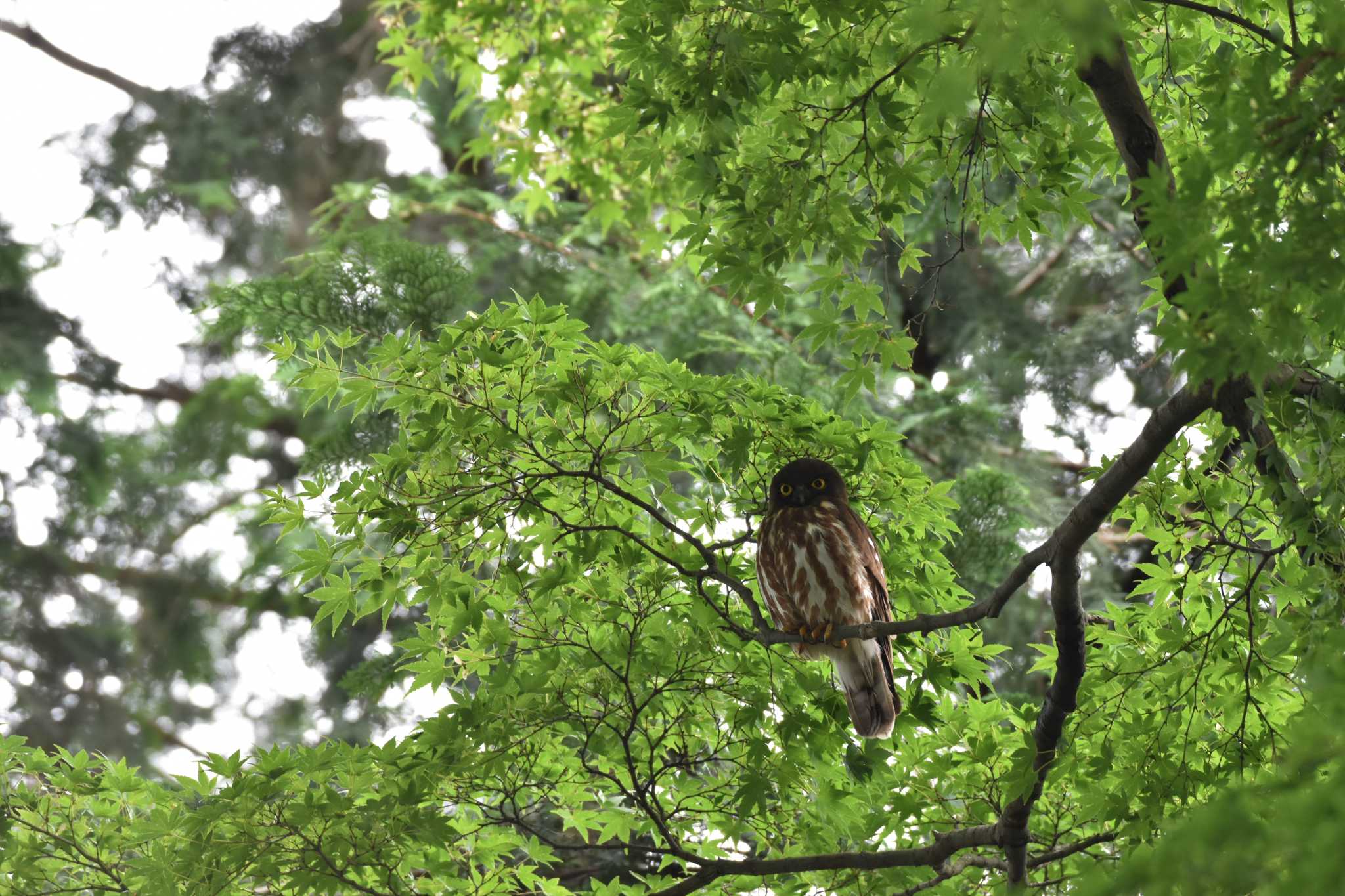  アオバズクの写真 by とり撮り4010