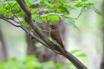 Unknown Species 妙見山 Sun, 7/5/2020