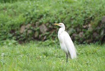 Great Egret 大阪府能勢町 Unknown Date