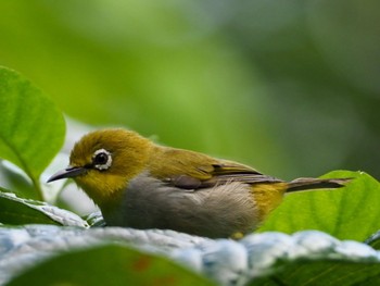 Indian White-eye Kranji Marshes, Singapore Sat, 7/4/2020