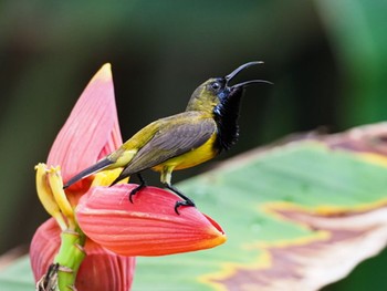 キバラタイヨウチョウ シンガポール植物園 2020年7月5日(日)