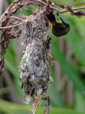 2020年7月4日(土) Sungei Buloh Wetland Reserveの野鳥観察記録