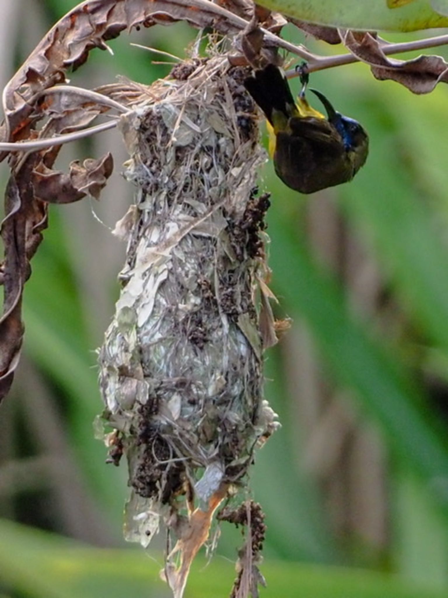 Sungei Buloh Wetland Reserve キバラタイヨウチョウの写真 by T K