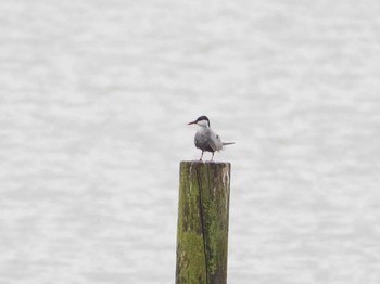 Whiskered Tern 千住桜木自然地 (東京都足立区) Sun, 7/5/2020