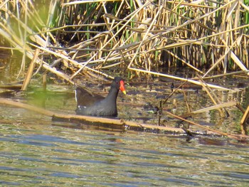 Common Moorhen あいの里公園 Sun, 5/8/2016