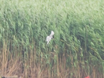 Whiskered Tern 千住桜木自然地 (東京都足立区) Sun, 7/5/2020