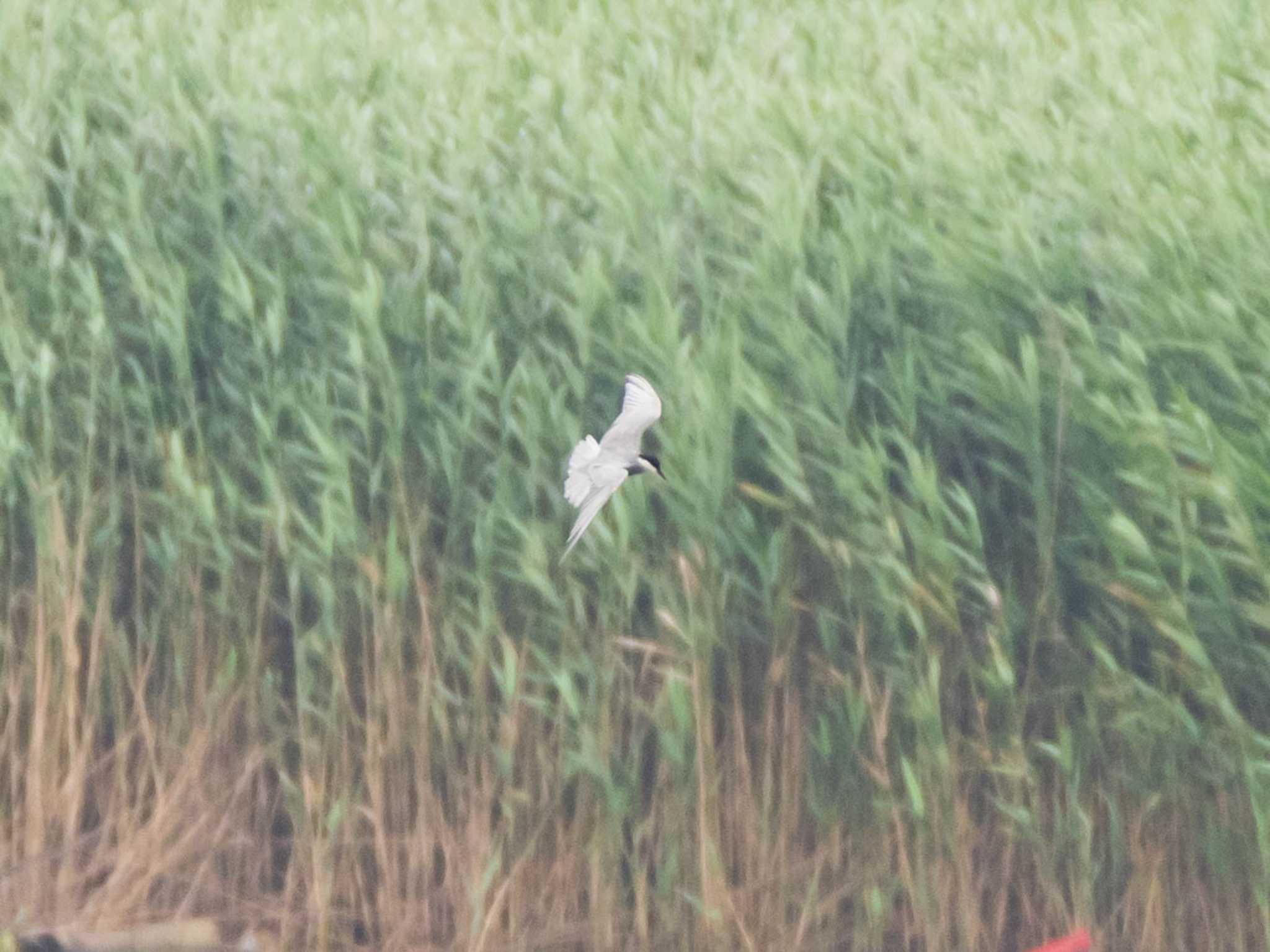 Whiskered Tern