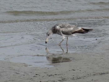 ウミネコ 浜甲子園鳥獣保護区 2020年7月5日(日)