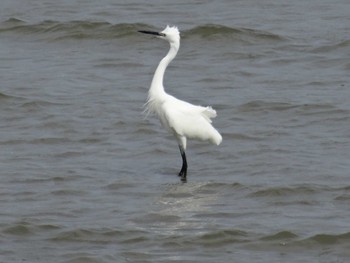 コサギ 浜甲子園鳥獣保護区 2020年7月5日(日)