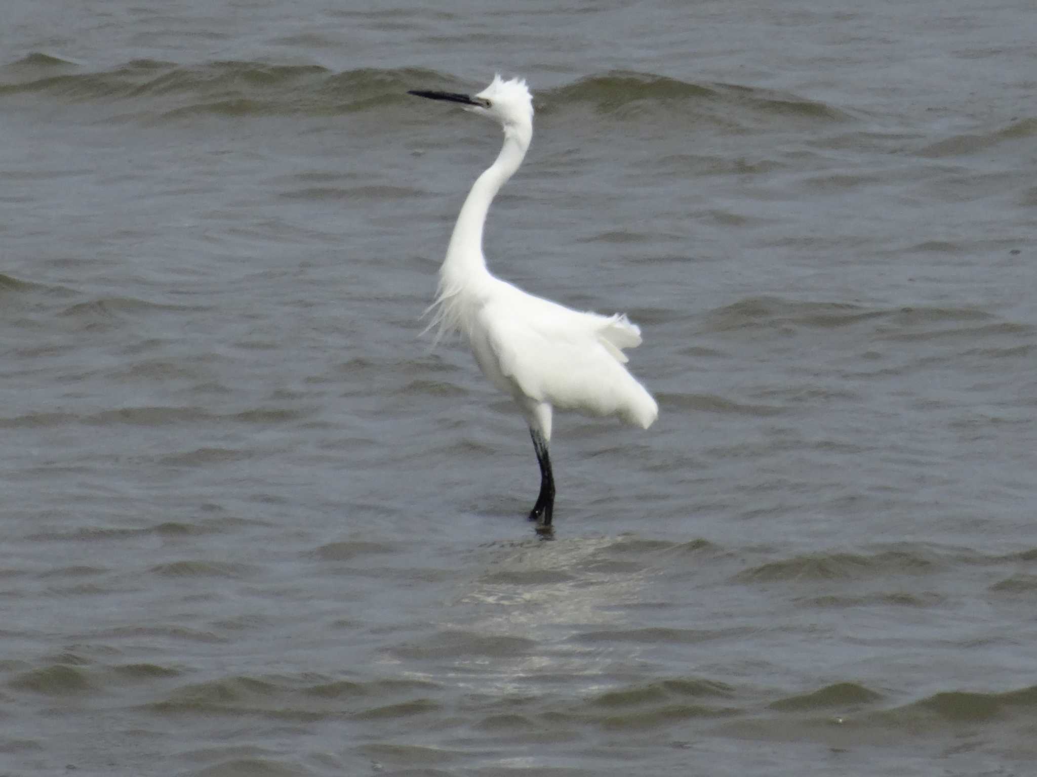 Photo of Little Egret at 浜甲子園鳥獣保護区 by Michinoji