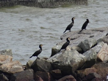 カワウ 浜甲子園鳥獣保護区 2020年7月5日(日)