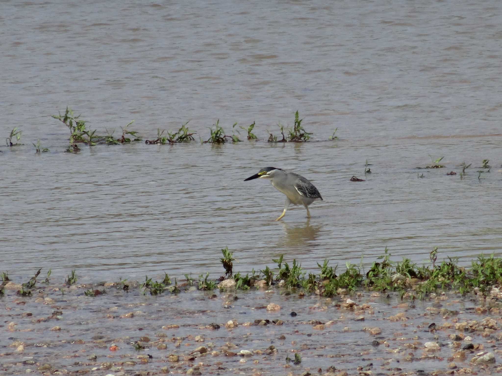 Photo of Striated Heron at 武庫川 by Michinoji