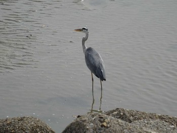 アオサギ 浜甲子園鳥獣保護区 2020年7月5日(日)