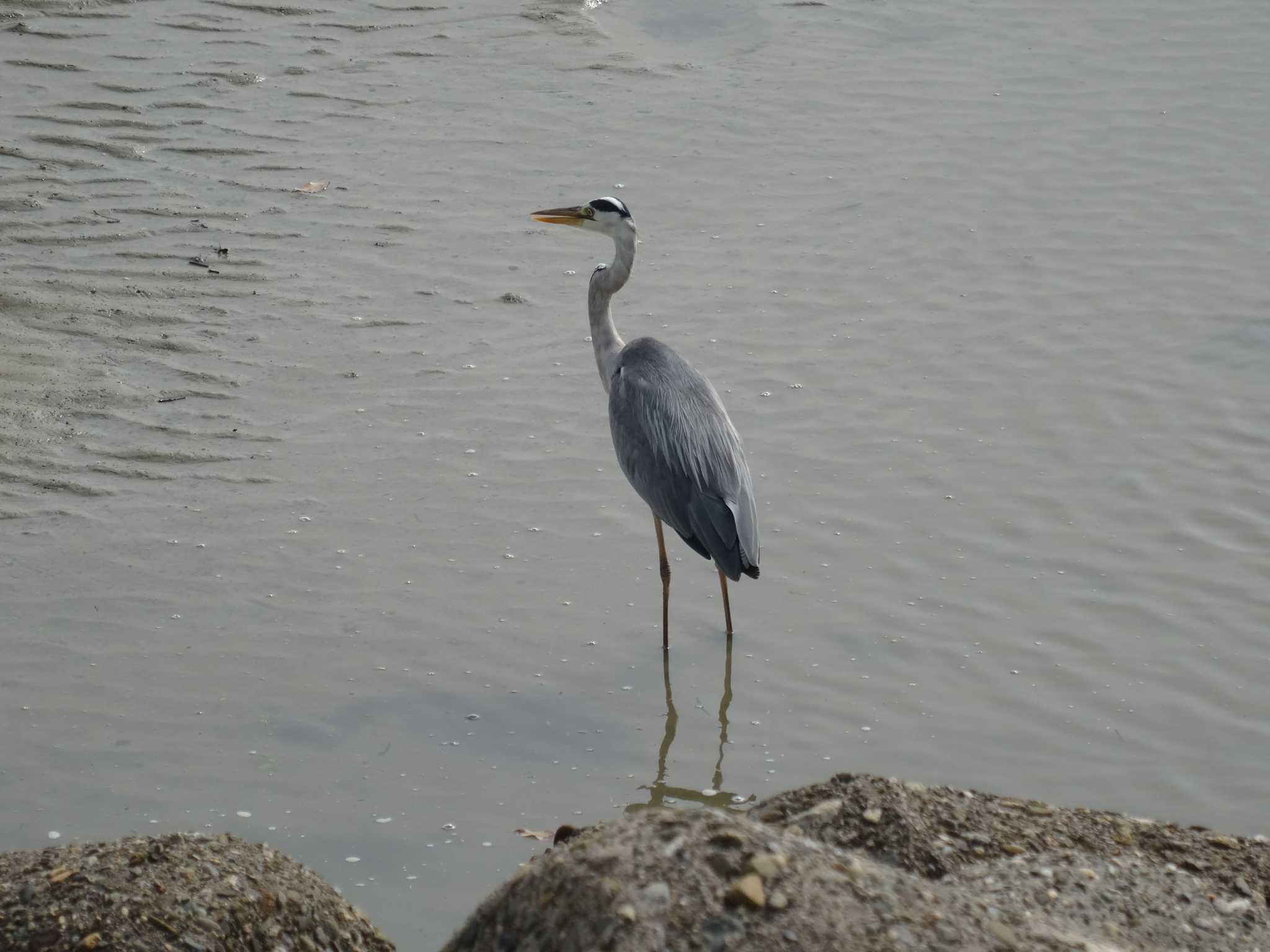 Photo of Grey Heron at 浜甲子園鳥獣保護区 by Michinoji