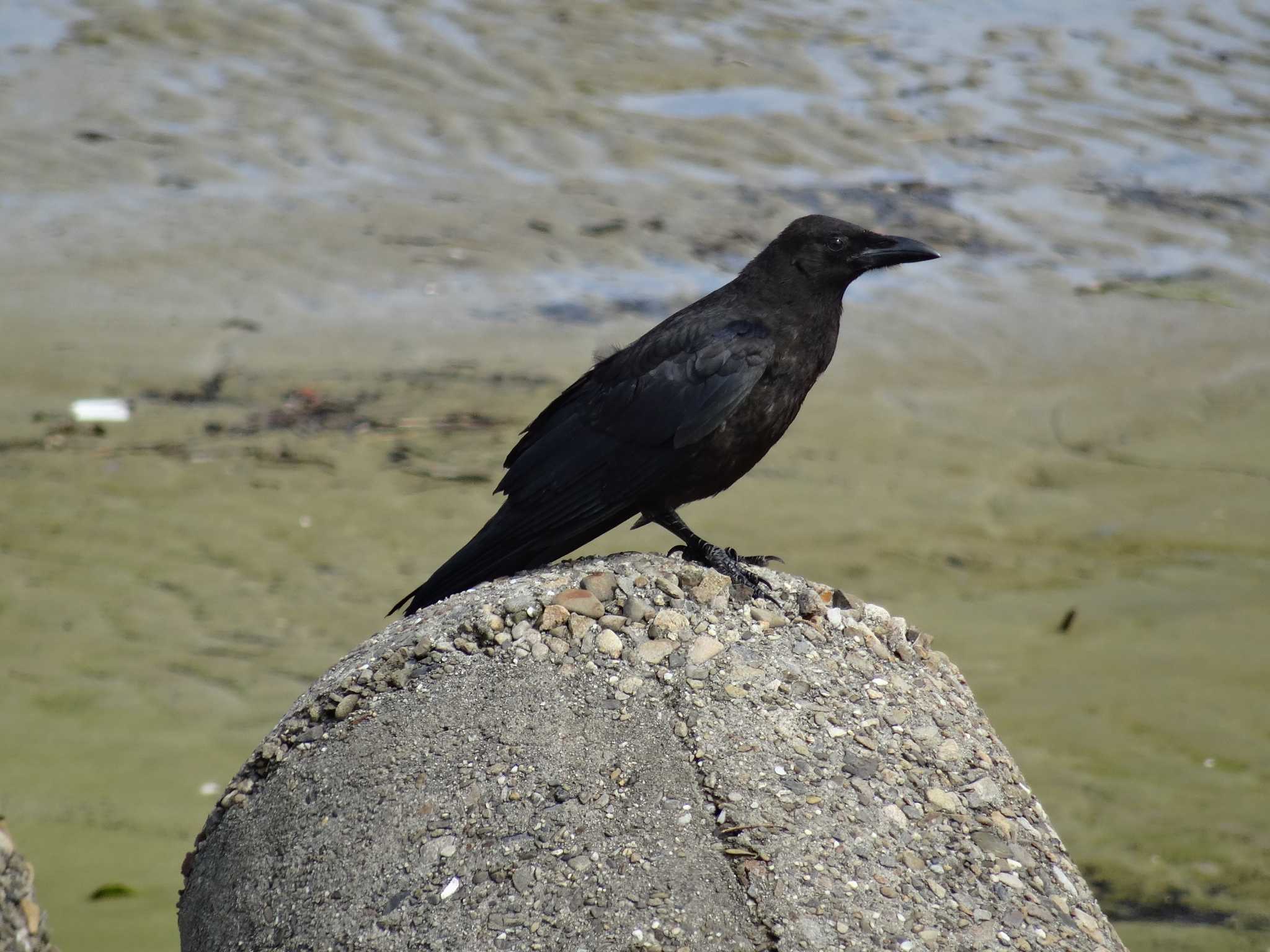 Photo of Carrion Crow at 浜甲子園鳥獣保護区 by Michinoji