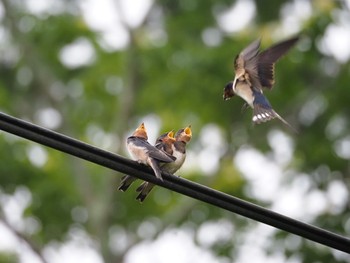 Barn Swallow 三神峯公園 Sun, 7/5/2020