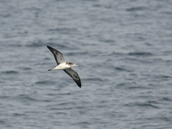 オオミズナギドリ 舳倉島 2020年6月12日(金)